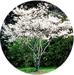 Amelanchier Canadensis
